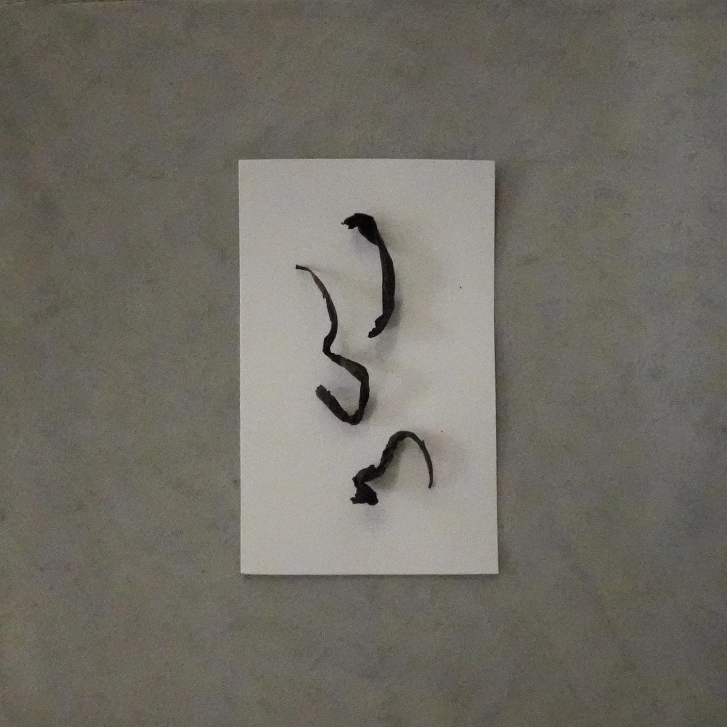 Fujian Yongchun Old Bush Shuixian