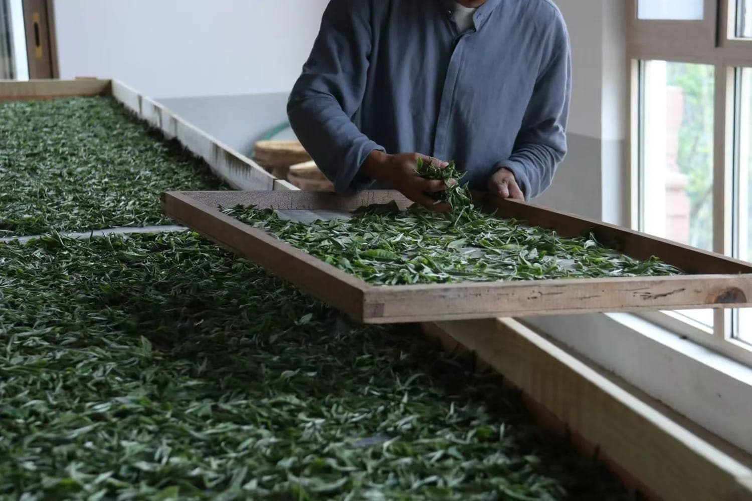 Yunnan 2018 Moonlight White