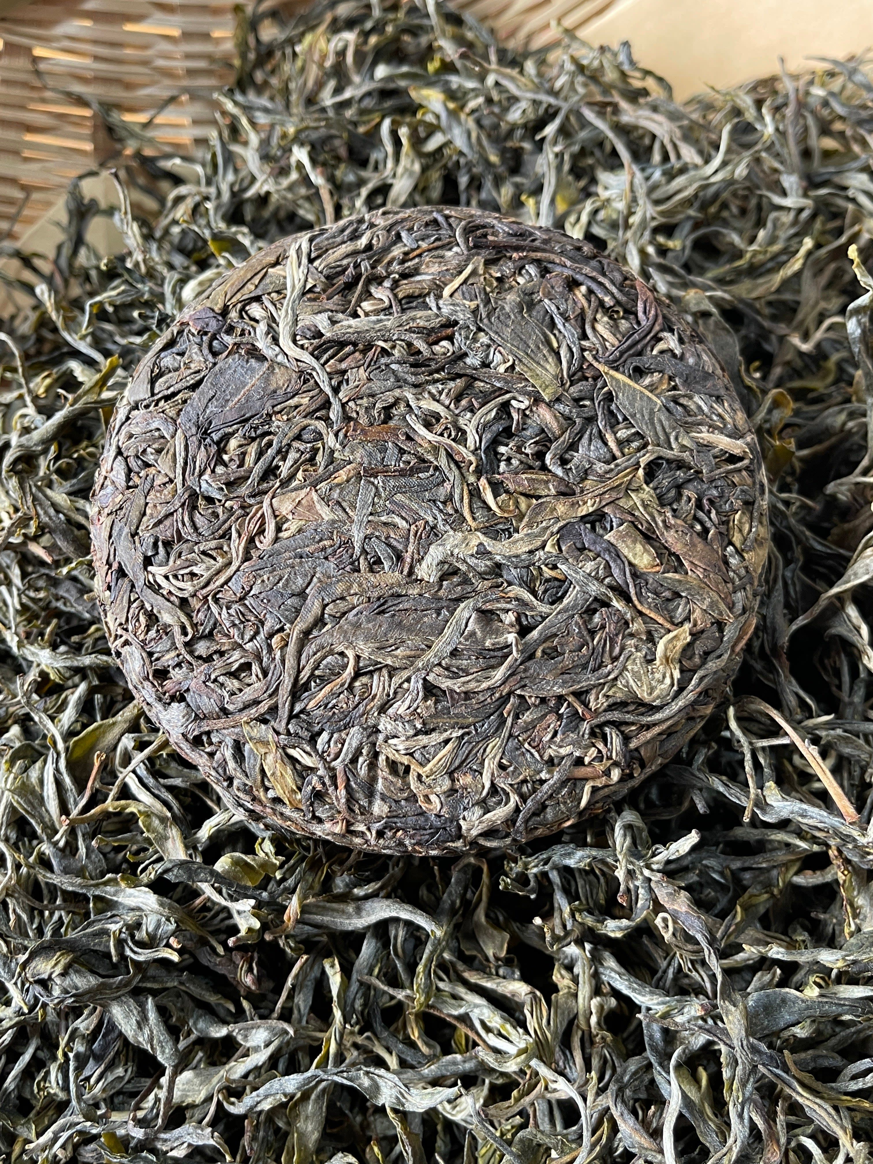 Qianjiazhai Ancient Tree Sheng Pu'er (2023) TEA MASTER SERIES
