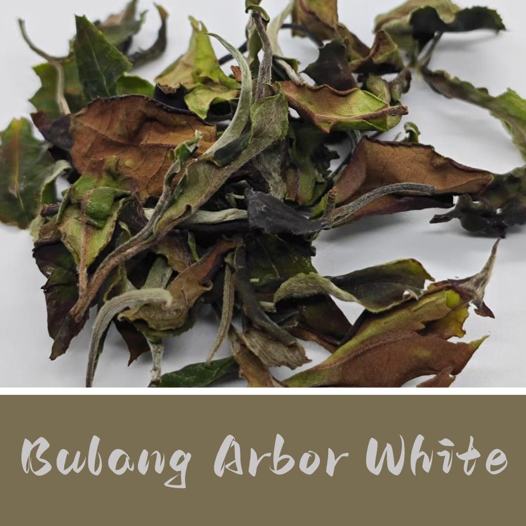Bulang Arbor White