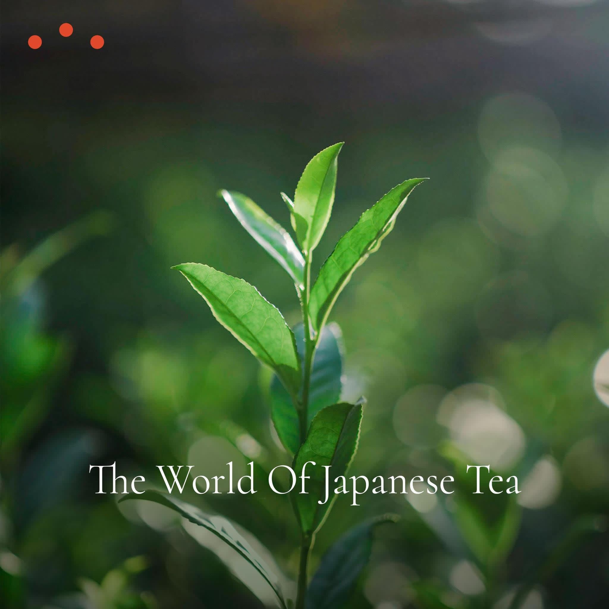 Class | The World of Japanese Tea