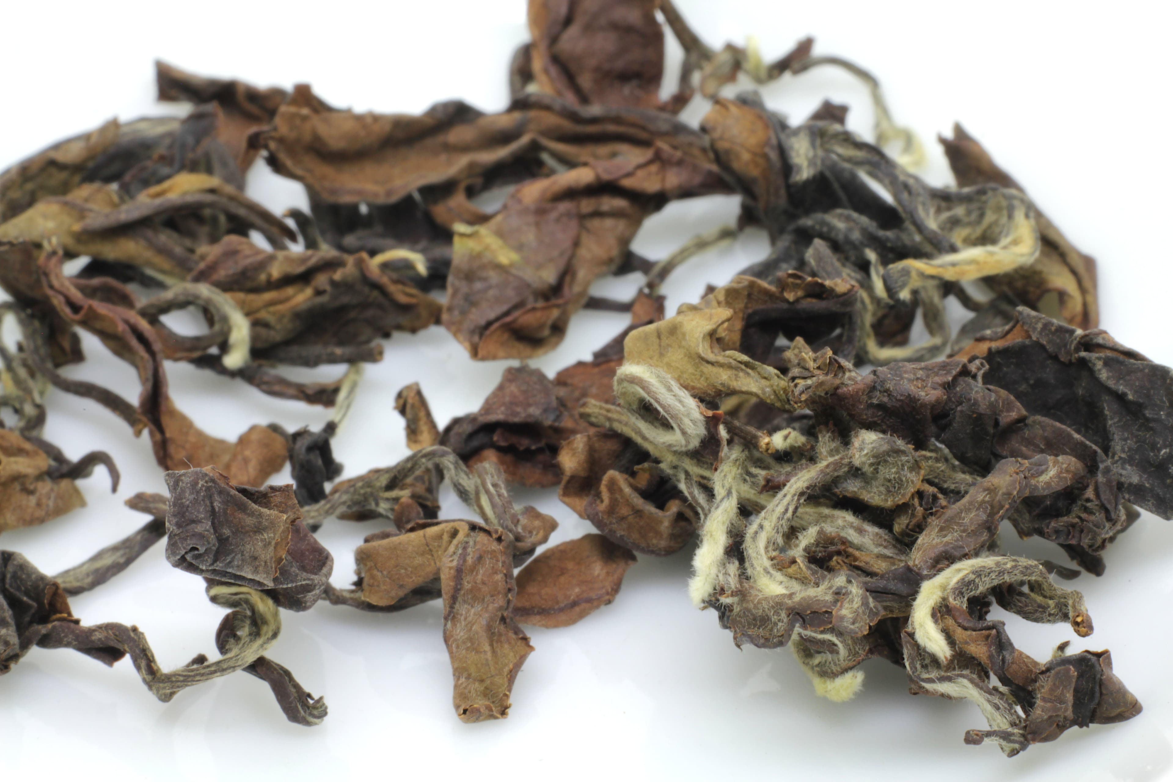 Special Grade Oriental Beauty