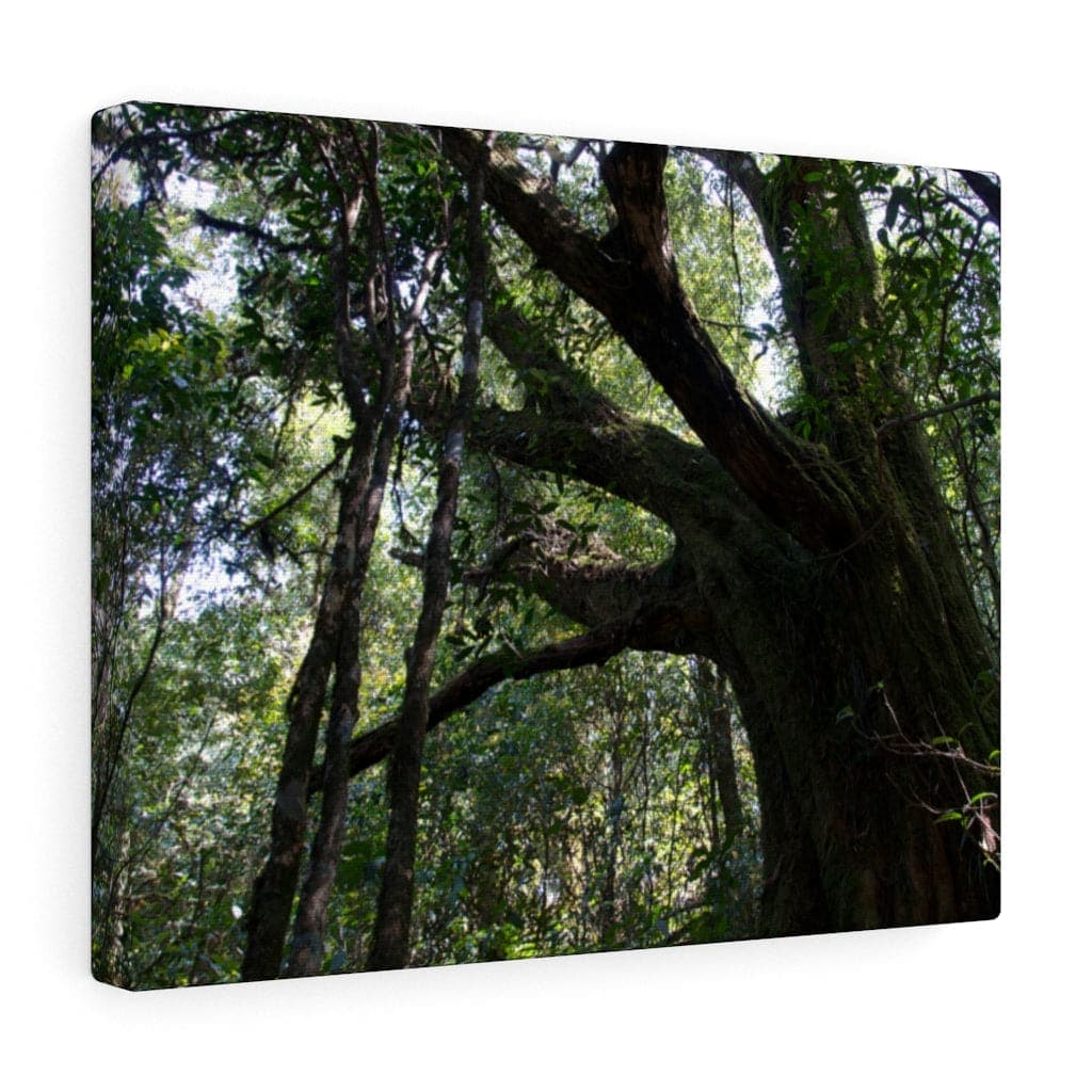 Kunlu Deep Forest - Canvas Print