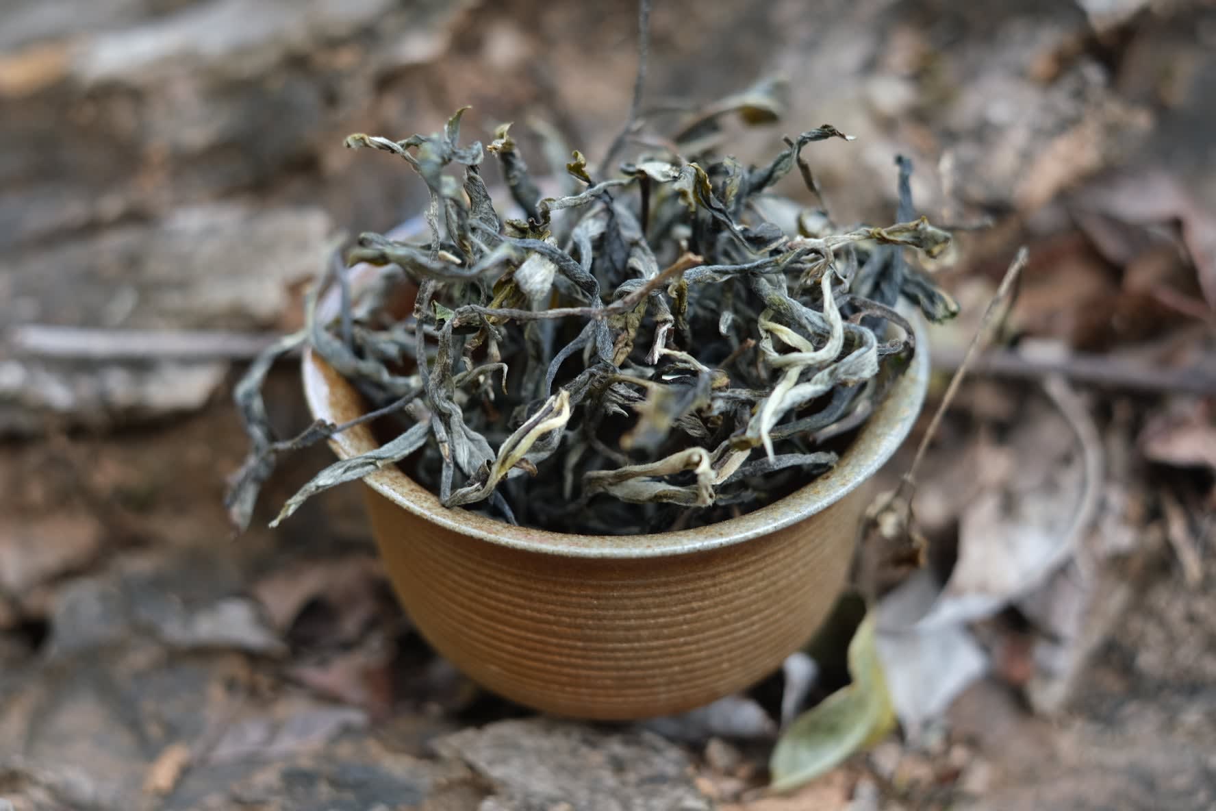 Spring 2026 Jingmai Shengtai Liu Dui