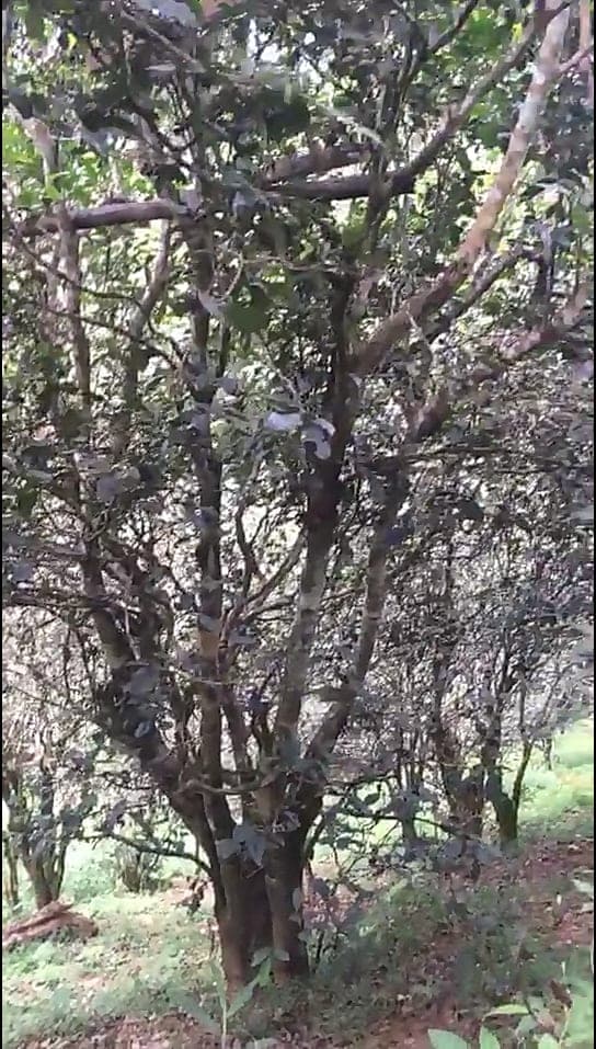 How big are wild arbor Gushu trees in Gaoshan?