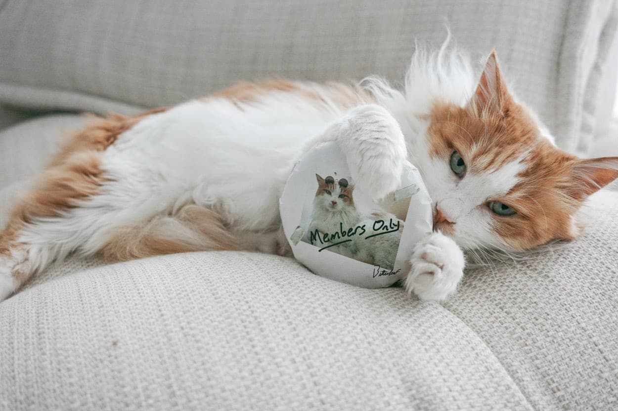 Members Only White Tea | BITTERLEAF TEAS