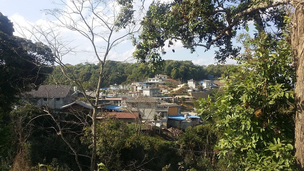 2025 Gaoshan Village Sampler (易武高山寨)