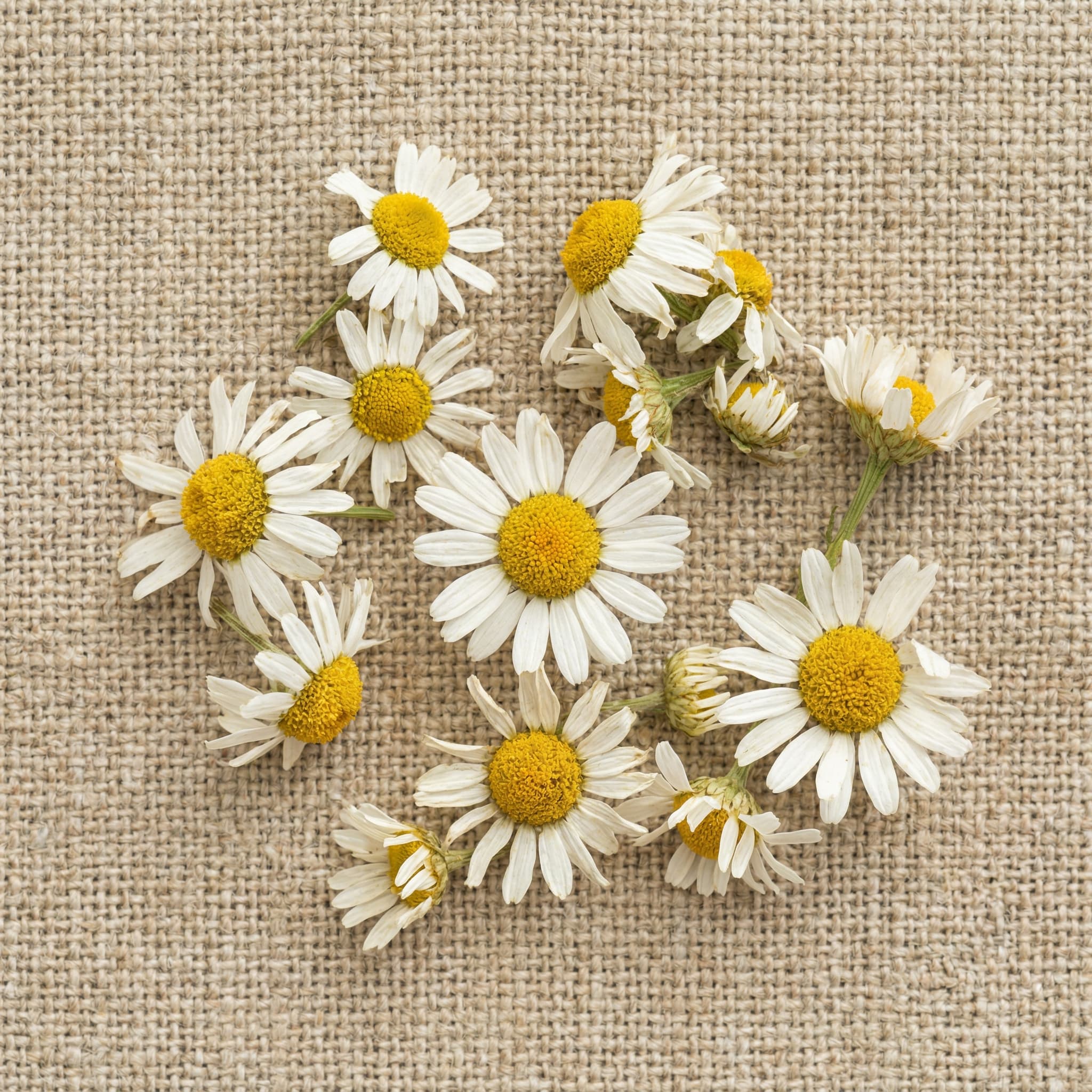 Soba Cha Tea Bag Box - 6pk case